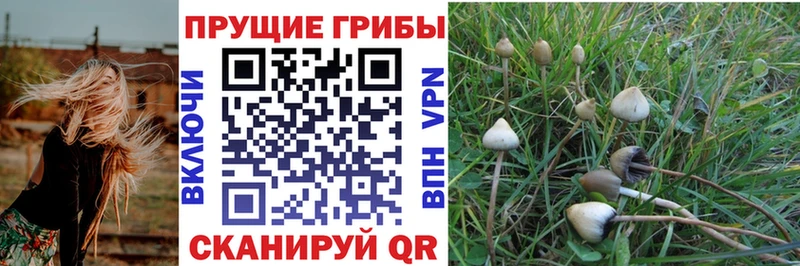 Псилоцибиновые грибы Psilocybe  KRAKEN ссылки  Верхний Тагил 
